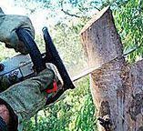 Best Stump Grinding and Removal  in Sangaree, SC